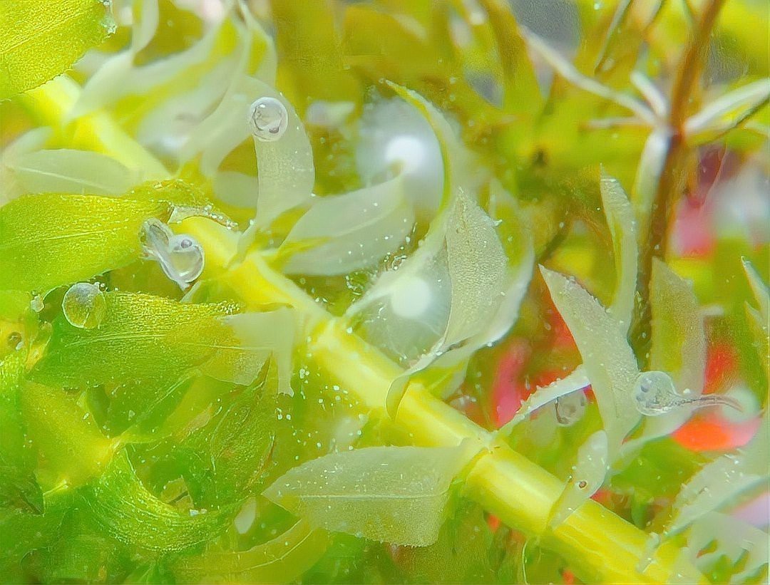 防止魚卵發白的有效方法