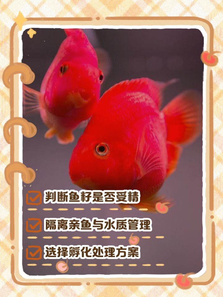 防止魚卵發白的有效方法
