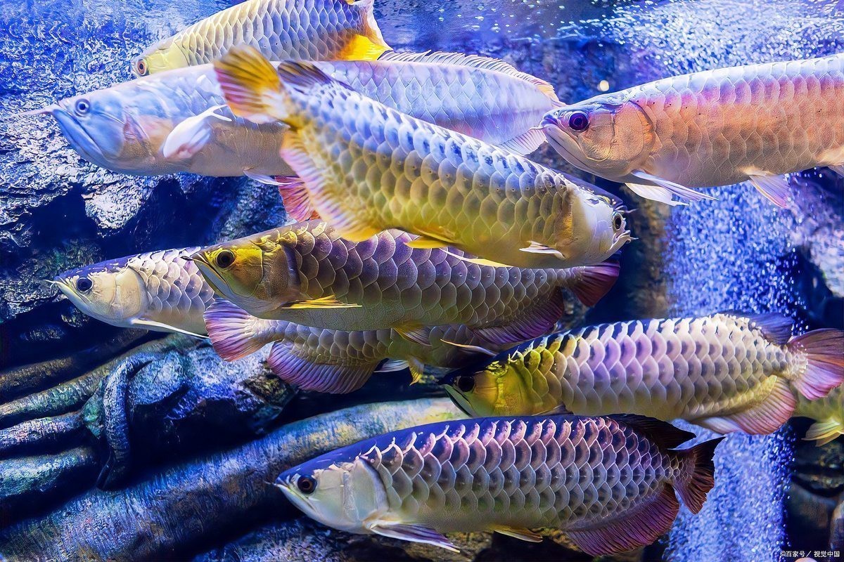 龍魚擺件頭朝向的寓意 龍魚擺件頭朝向的寓意 龍魚論壇 第11張