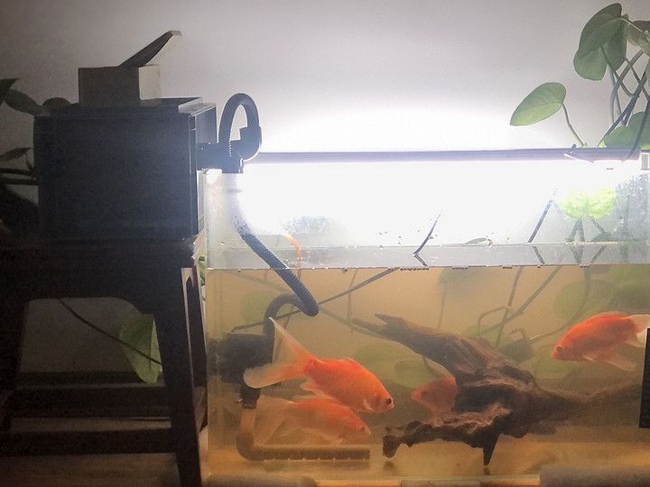意牌魚(yú)缸屬于什么檔次：意牌魚(yú)缸在檔次上可以被視為中高檔次的品牌嗎？