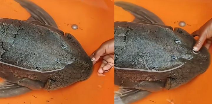 皇冠豹魚最不值錢三個品種