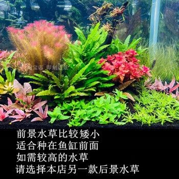 漣木魚缸：漣木魚缸與其他材質對比漣木魚缸的日常維護要點