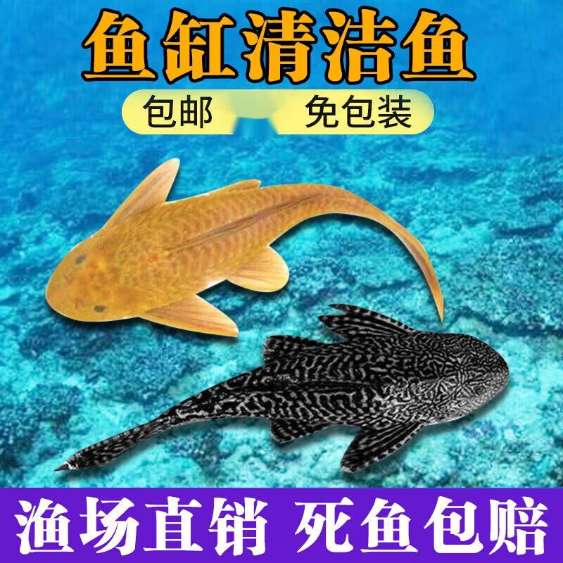 龍魚入缸怎么才算穩定，龍魚入缸怎么才算穩定對應，龍魚入缸之前，需要做好哪些準備工作