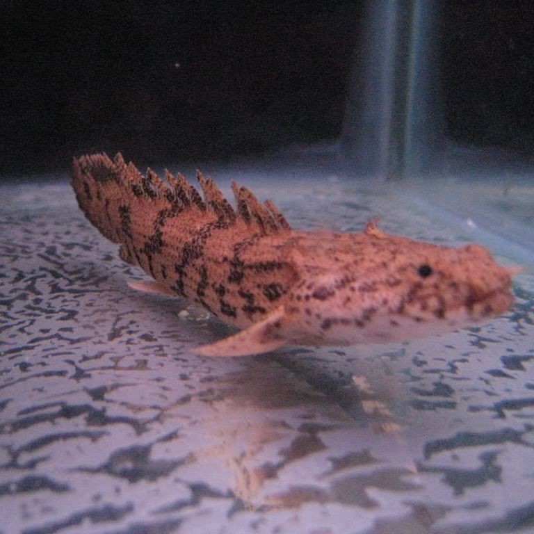 虎紋恐龍王魚屬于什么科