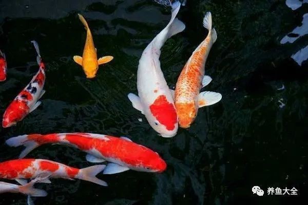 紅箭魚家里養(yǎng)吉利嗎