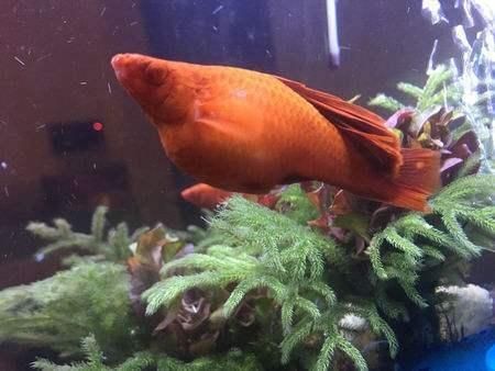 紅箭魚家里養(yǎng)吉利嗎