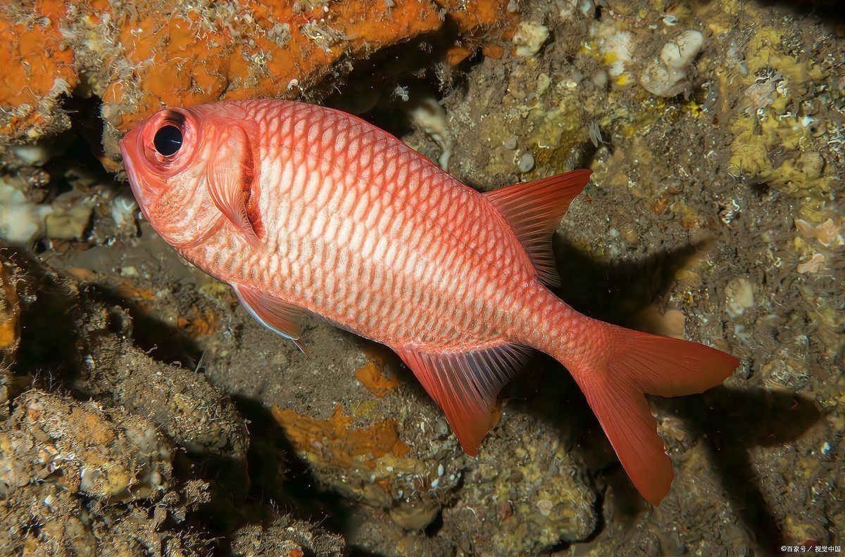 紅箭魚家里養(yǎng)吉利嗎