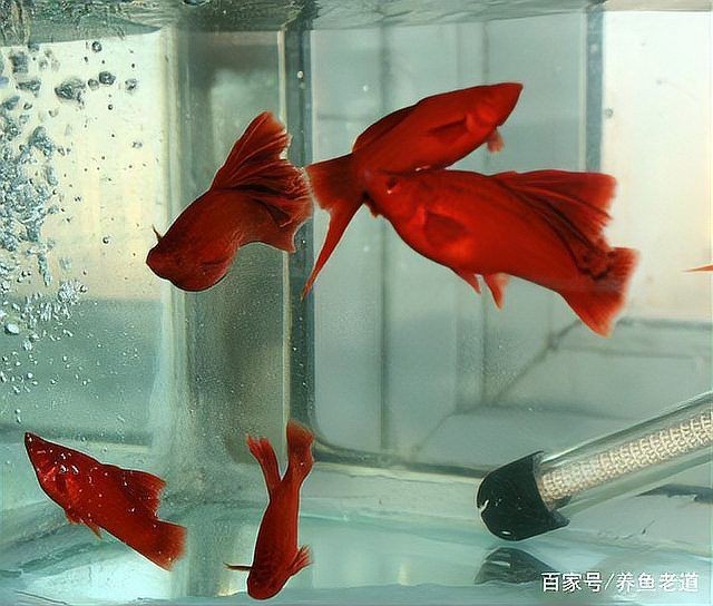 紅箭魚家里養(yǎng)吉利嗎