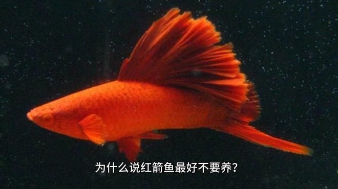 紅箭魚家里養(yǎng)吉利嗎