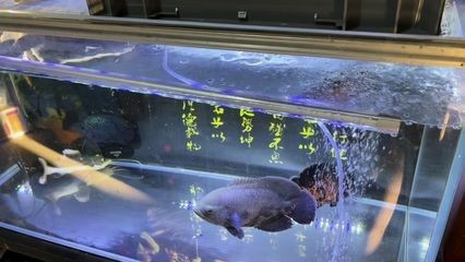 如何優化地圖魚的水質管理：地圖魚的水質管理技巧