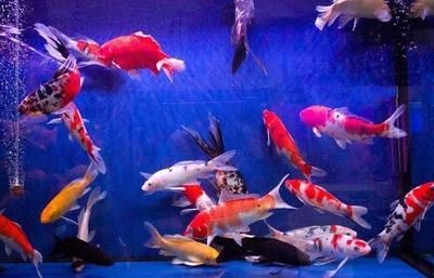 哪種魚缸質量好（哪種魚缸質量好，適合自己的魚缸品牌，適合自己的魚缸）