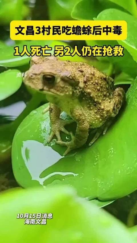 海南野生過山龍魚能吃嗎視頻講解