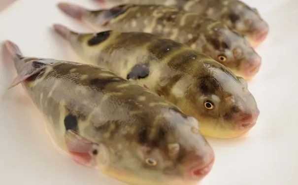 海南野生過山龍魚能吃嗎視頻講解