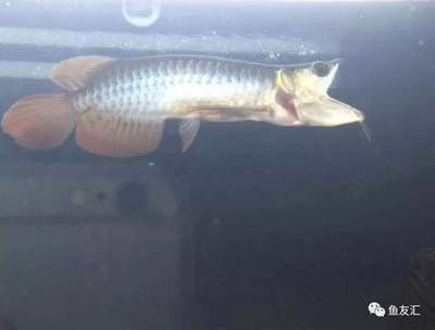 龍魚總是來回游很快怎么辦：龍魚來回游動可能由以下幾個原因引起龍魚來回游動