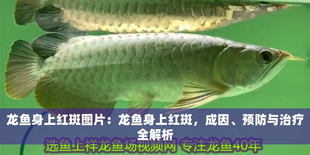 龍魚身上紅斑圖片：龍魚身上紅斑，成因、預防與治療全解析