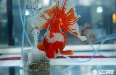 江彩魚缸質(zhì)量怎么樣啊：江彩魚缸價(jià)格對(duì)比江彩魚缸用戶評(píng)價(jià)匯總江彩魚缸售后政策詳解