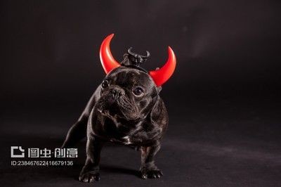 皇冠狗頭和龍魚混養好嗎：皇冠狗頭和龍魚可以混養嗎？
