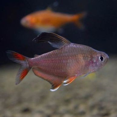 紅尾大勾扯旗魚