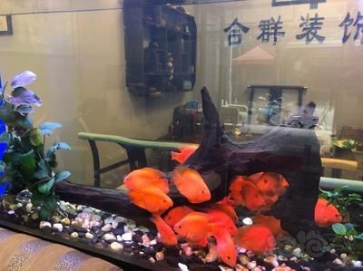 淡水魚缸如何正確加鹽：如何給淡水魚缸加鹽