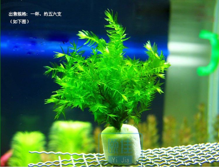 翡翠可以放在魚缸里養魚，但不建議放入魚缸里養魚：翡翠可以放入魚缸里養魚嗎？