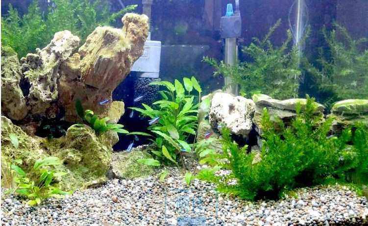 翡翠可以放在魚缸里養魚，但不建議放入魚缸里養魚：翡翠可以放入魚缸里養魚嗎？