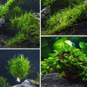 翡翠可以放在魚缸里養魚，但不建議放入魚缸里養魚：翡翠可以放入魚缸里養魚嗎？