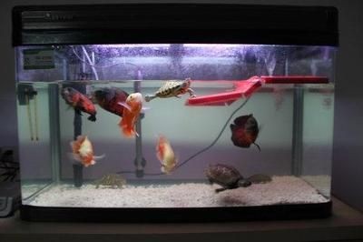 肺魚需要多大的魚缸（關于肺魚的一些建議）