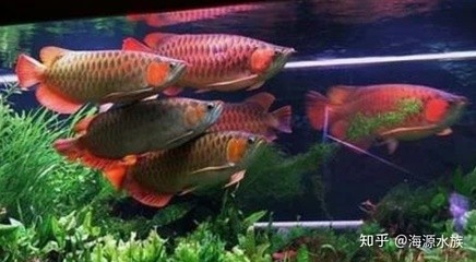 川匯區錦誠水族館（川匯區錦誠水族館地址）