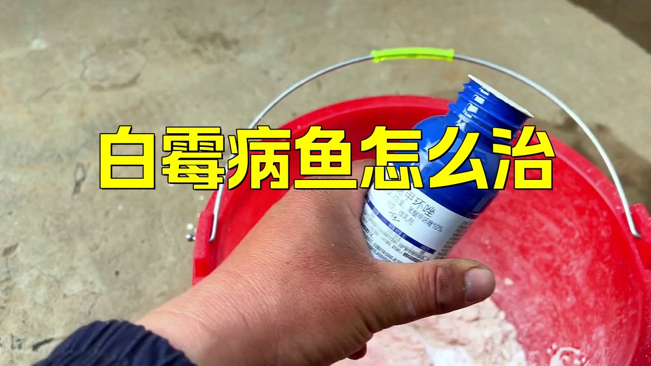 龍魚白霉病用什么藥最有效