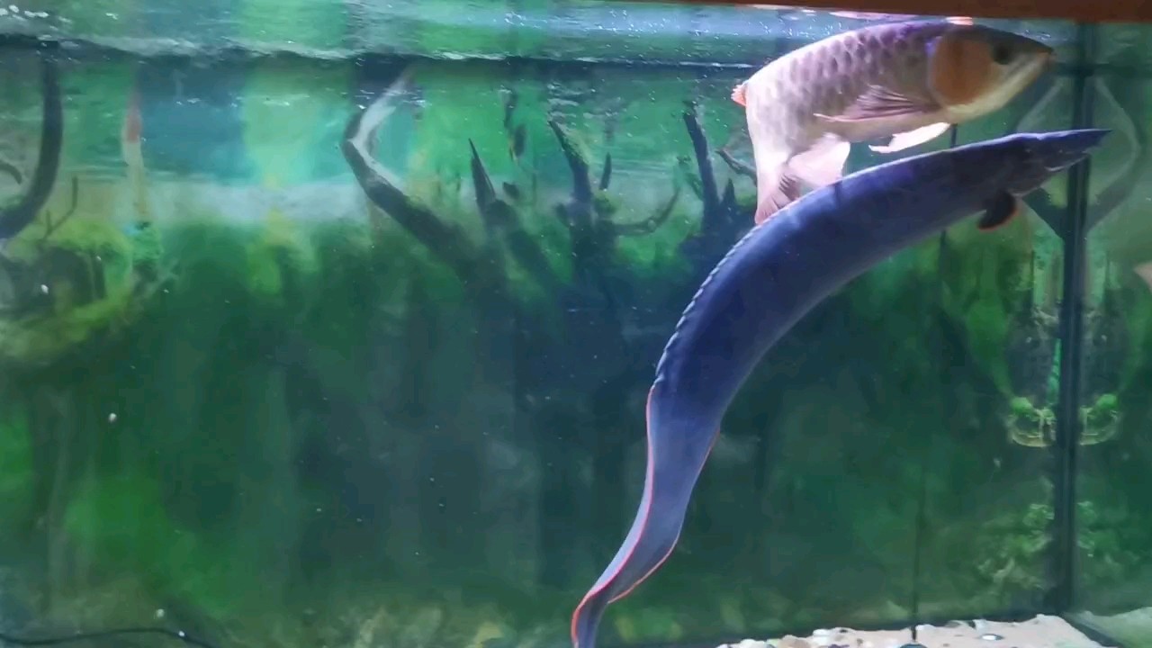 當龍魚進了猛魚缸