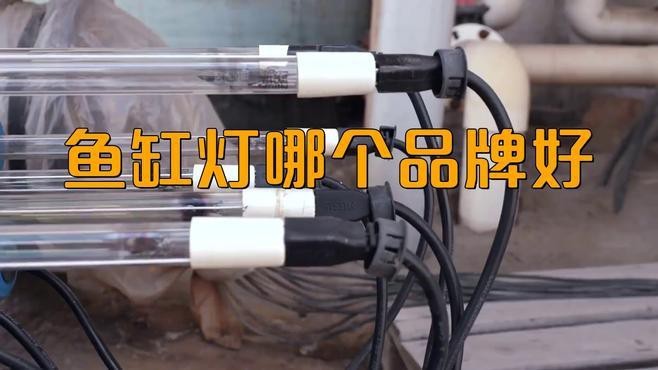 推薦幾款適合龍魚缸的潛水燈品牌
