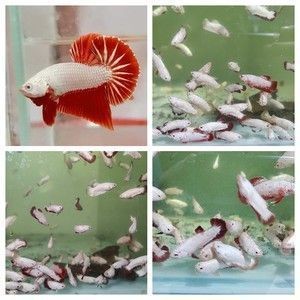 如何選購龍魚魚苗呢：如何挑選龍魚魚苗