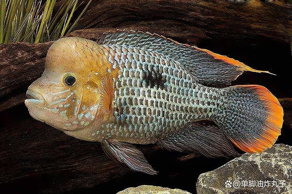 紅尾平克魚最佳尺寸