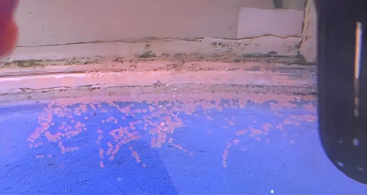 魚在魚缸里產卵能活嗎 魚在魚缸里產卵能活嗎 龍魚論壇 第1張