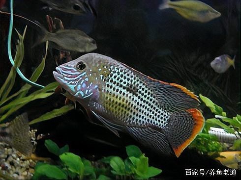 魚在魚缸里產卵能活嗎 魚在魚缸里產卵能活嗎 龍魚論壇 第8張