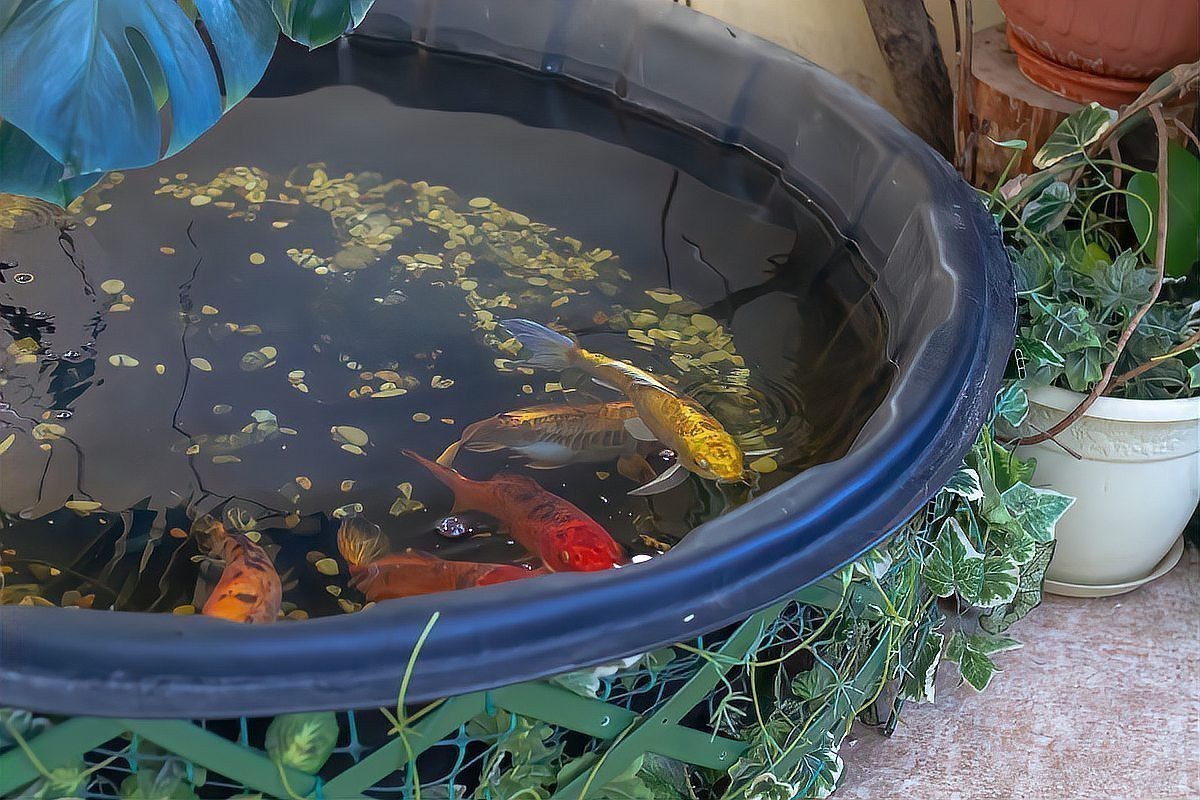 魚在魚缸里產卵能活嗎 魚在魚缸里產卵能活嗎 龍魚論壇 第7張