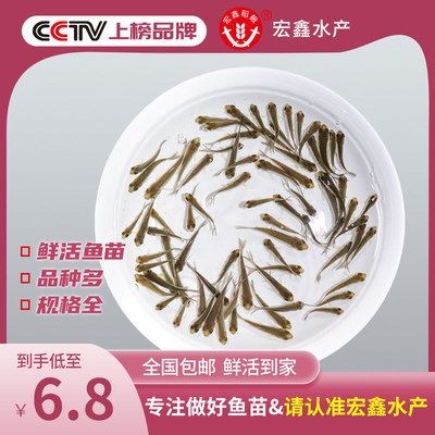 龍魚吃什么長得壯：龍魚吃什么長得壯，龍魚飼料選擇指南