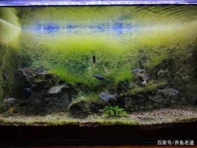 魚缸爆藻燈廠家：魚缸爆藻燈廠家選擇標準及其重要性