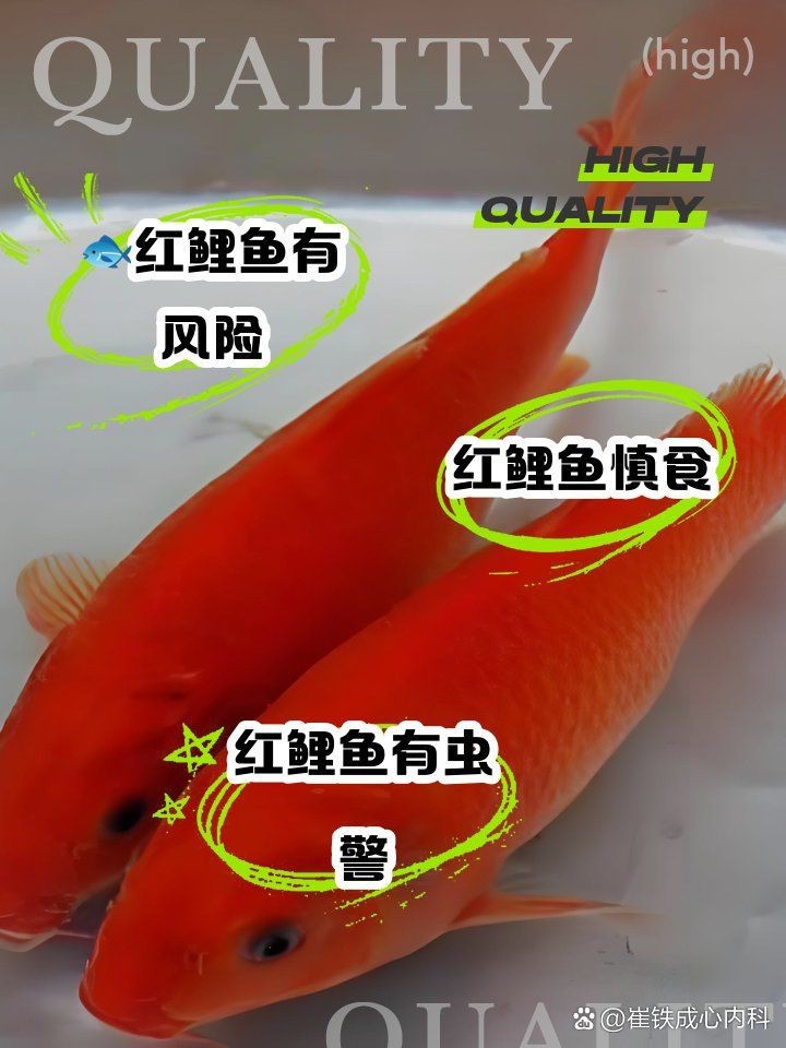 紅鯉魚為什么很少人吃
