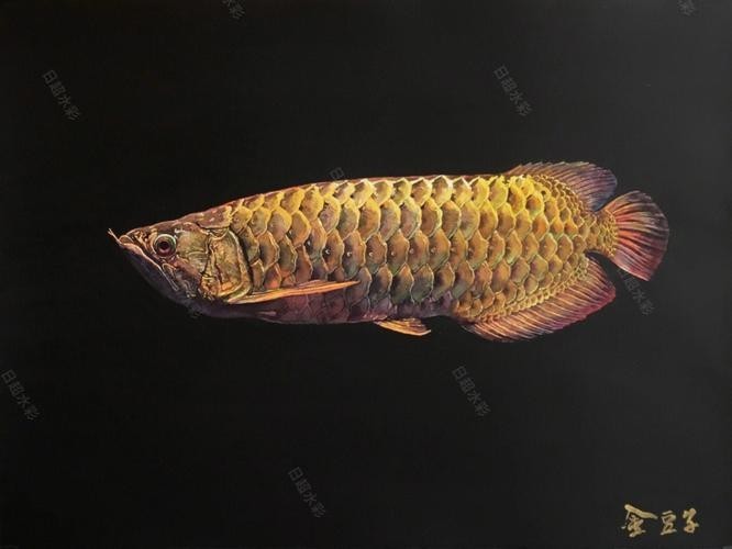 黑色金龍魚圖片