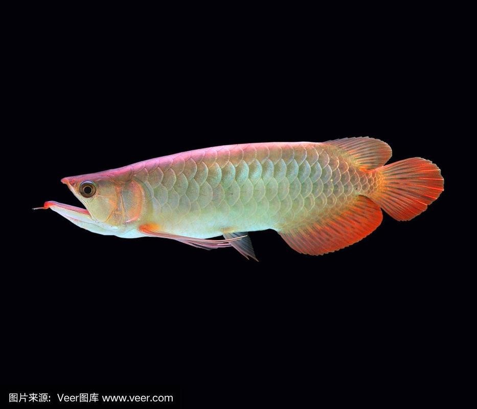 黑色金龍魚圖片