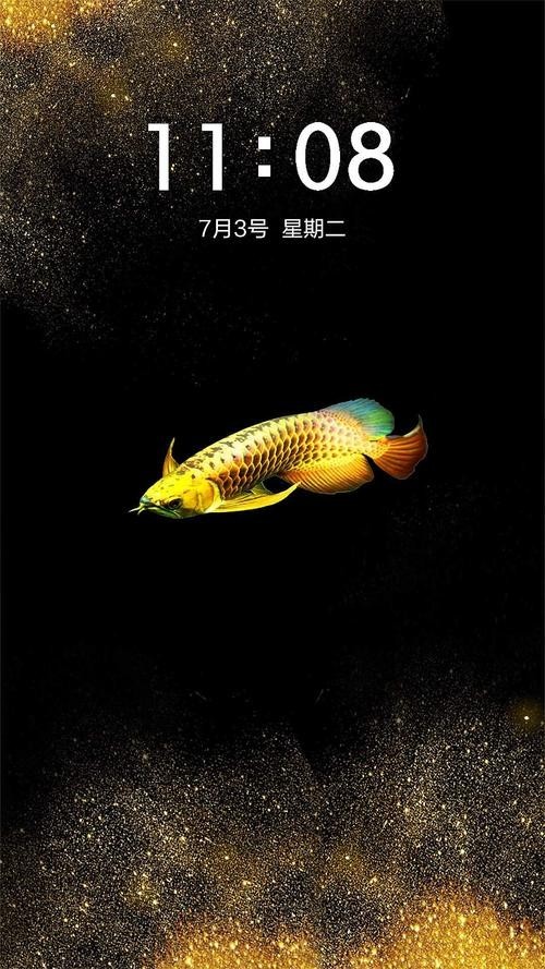 黑色金龍魚圖片