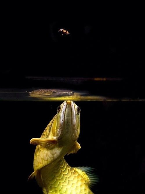 黑色金龍魚圖片