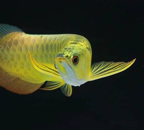 黑色金龍魚圖片