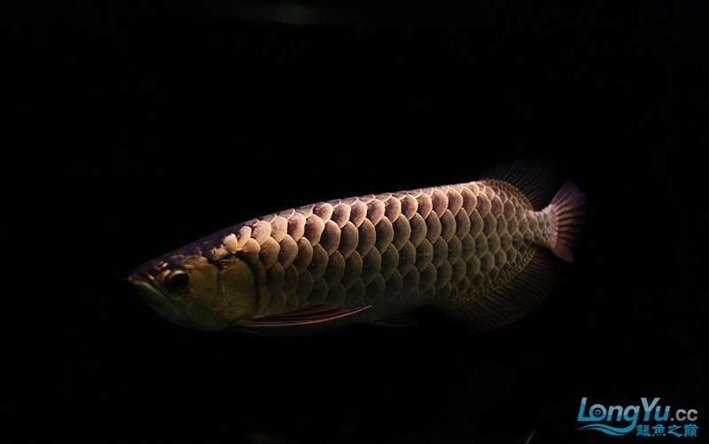 黑色金龍魚圖片