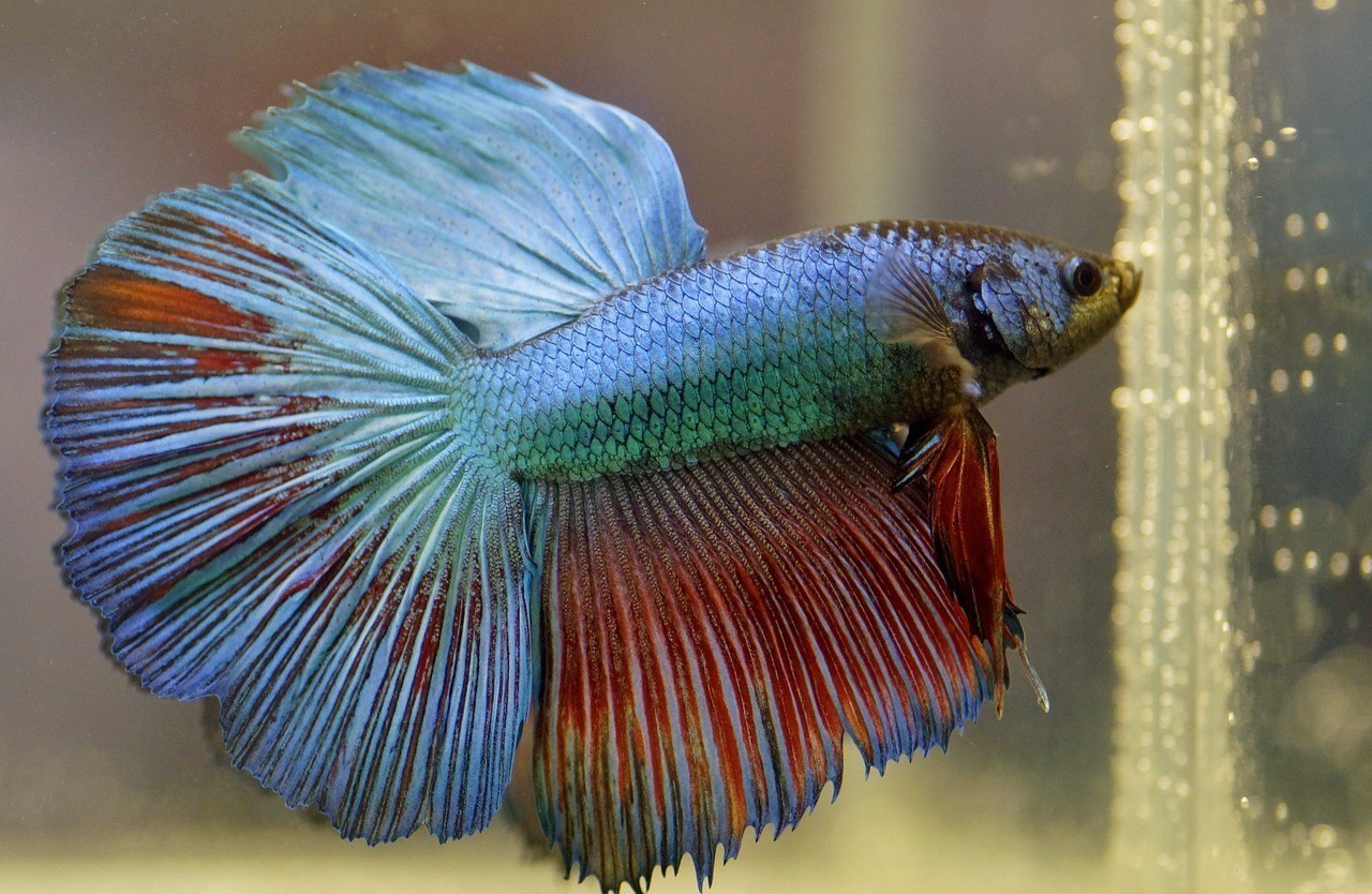 海勃灣區(qū)愛(ài)魚(yú)水族館