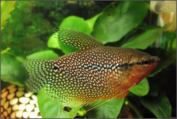 大小兩個(gè)魚缸：大小兩個(gè)魚缸選擇多大的魚缸最好取決于多個(gè)因素