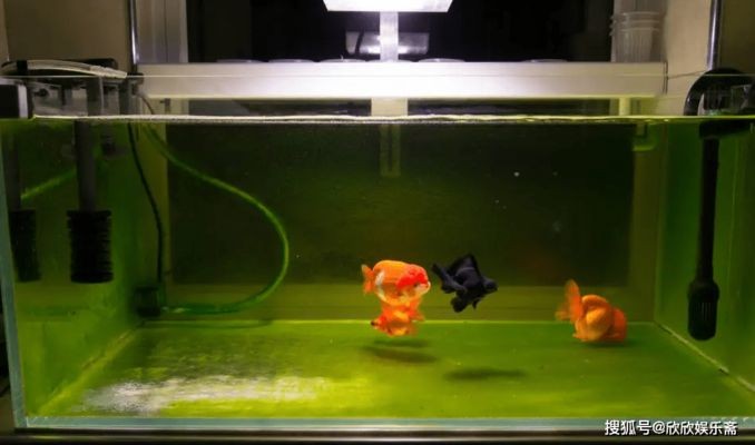 大小兩個(gè)魚缸：大小兩個(gè)魚缸選擇多大的魚缸最好取決于多個(gè)因素