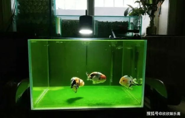 大小兩個(gè)魚缸：大小兩個(gè)魚缸選擇多大的魚缸最好取決于多個(gè)因素