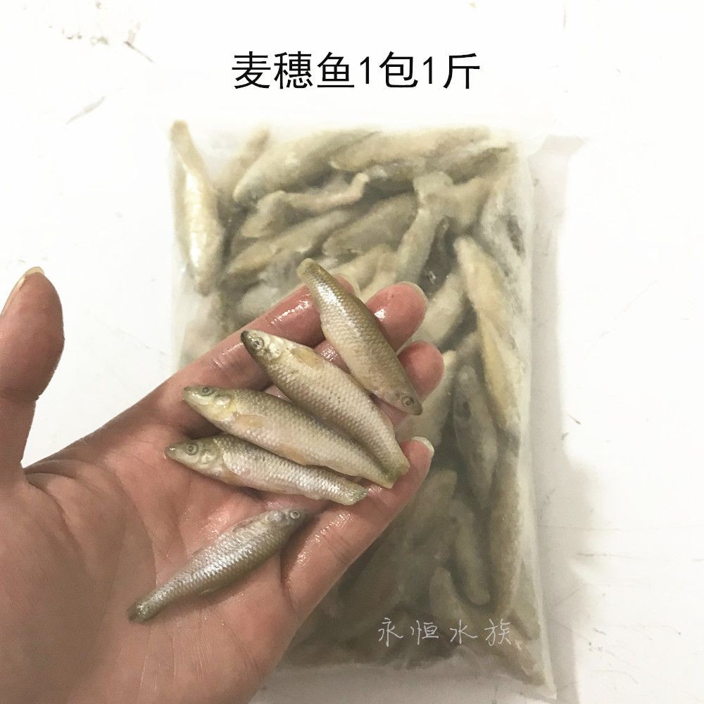 龍魚50公分喂小河蝦還是喂大蝦仁【50公分的龍魚喂小河蝦還是喂大蝦仁】